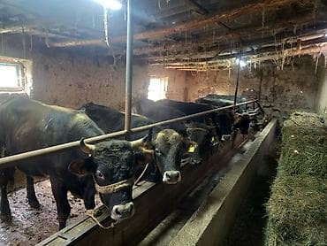 откорм база: Продаю | Бык (самец) | На откорм | Привязанные — 4