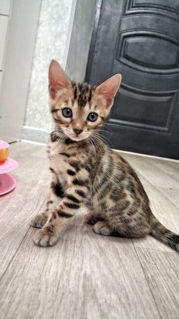 купить той пудель: Бенгальская, 1 месяц, Девочка, Приучена к лотку — 6