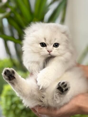 коты вязка: Скотиш Фолд (Шотландская вислоухая), 2 месяца, Девочка — 1