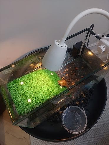 собака щенки: Аквариум-15 литр террариум для водных черепах и 3 шт красноухие — 3