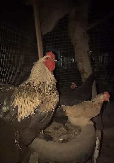 Продаю | Куры | Домашняя | Для разведения