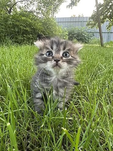 где можно купить енота: Котята, пушистые комочки счастья! Исключительно в добрые руки!!! — 3