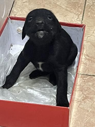 продажа собак в бишкеке: Чистокровный Щенок Тайгана это щенок Тогтогула Жапорова На фото самец — 1