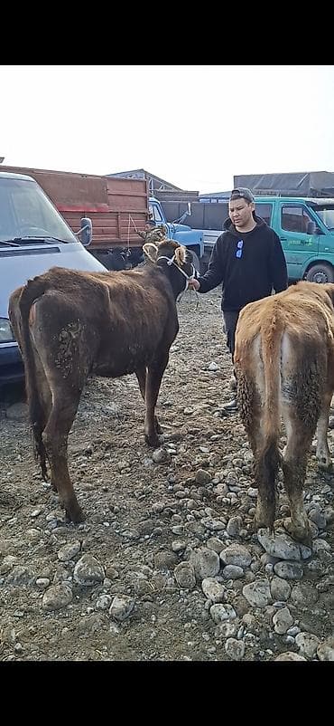 Баран, овца: Продаю | Бык (самец) | Полукровка | На откорм | Привязанные — 4