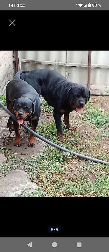 ит нарын: Открыта бронь на щенков ротвейлера две девочки с родословной родители — 3