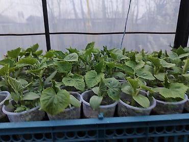 воды: Рассада огурца в стаканчиках - Сеянцы огурца, выращенные в теплице в — 4