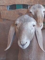 дом для животных: Кочкоры Арашаны линия Широкого разрез хвоста есть 5 месец по матери — 15