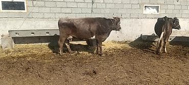 куплю корову на мясо: Продаю | Корова (самка) | Полукровка | Для молока | Привязанные — 8