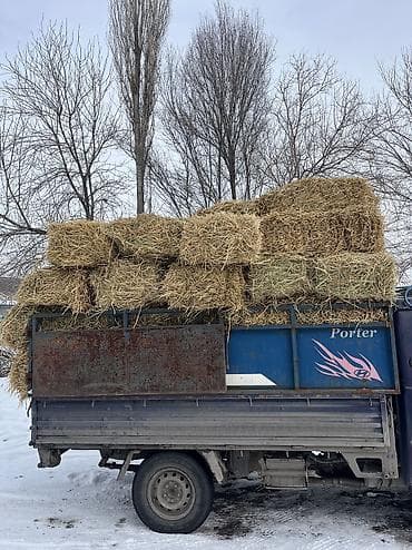 Айыл-чарба жаныбарлары: Солома ячменная. Находится в Беловодске. Самовывоз. Есть 700-800 штук — 1