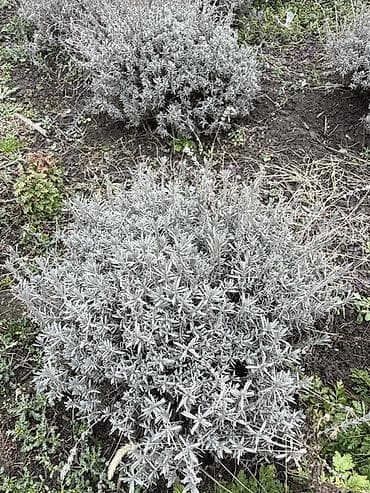 сирень купить: Лаванда узколистная (Lavandula angustifolia), взрослые кусты. - — 4