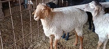 сено тюки: Продаю | Овца (самка) | Для разведения | Племенные — 1
