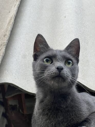 рыжий пятнистый кот купить: 1 год, Мальчик, Кастрирована, Приучена к лотку — 1