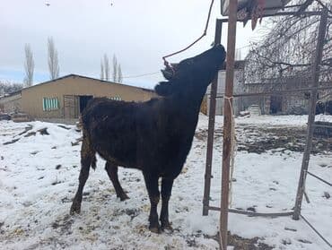 лошади жеребенок: Продаю | Тёлка | Полукровка | На откорм | Привязанные — 4