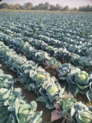 цена искусственного газона для футбольного поля: Капуста Белокачанная — 4