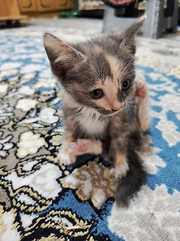 Животные: Котята, домашние. На фото — малыши с короткой шерстью: - Окрас — 7