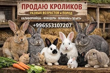 хорек купить бишкек: На продаже КРОЛИКИ всех пород и возрастом розница и оптом по самым — 1