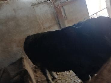 клетка для цыплята: Продаю | Бык (самец) | Швицкая, Абердин-ангус | На откорм, На забой | Искусственник — 4