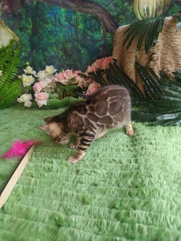 цена шотландского вислоухого кота: Бенгальская, 1 месяц, Мальчик, Приучена к лотку, Проглистована, С документами — 6