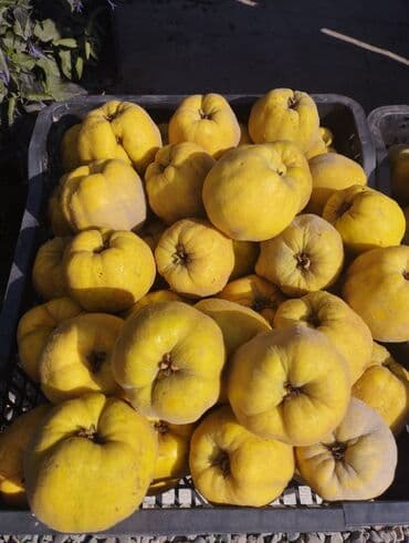 бабка грени: Айва свежая, жёлтая, ароматная - Сорт: крупноплодная айва — 2