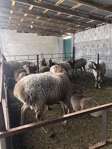 Продаю | Баран (самец) | Арашан | Для разведения