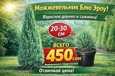 купить тую: Саженцы деревьев: Туи — 7