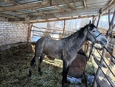 дом для кош: Продаю | Конь (самец) | Рабочий | Мерин — 2