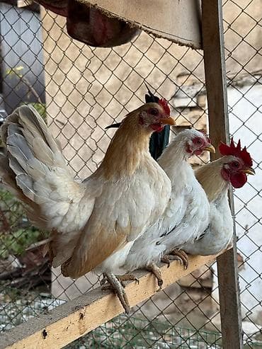 купить лысого кота: Продам карликов кур петух — 1