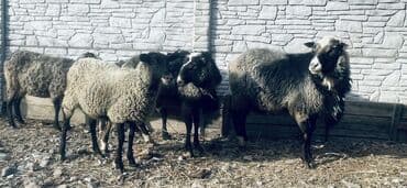 шотландская вислоухая кошка цена бишкек: Продаю | Овца (самка), Ягненок, Баран (самец) | Гиссарская, Арашан, Романовская | Для разведения, Для шерсти | Племенные, Котные, Осеменитель — 4