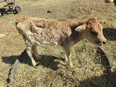 охотничий собаки: Продаю | Тёлка | На откорм — 2