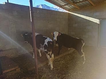 экзотические животные купить: Продаю | Тёлка | На откорм — 2