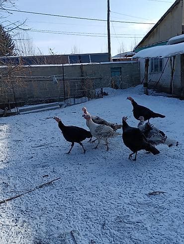 кукурузная кочерыжка: ИНДЮКИ САМЦЫ — 4