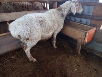 продаю связи с переездом: Сатам | Ургаачы кой (ургаачы) | Арашан | Көбөйтүү үчүн | Бооз — 5