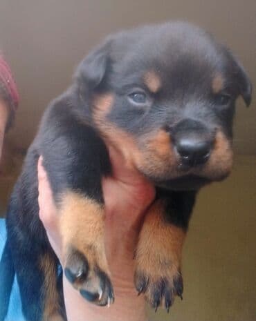 Вязка собак: Открыта бронь на щенков ротвейлера с родословной от титулованных — 2