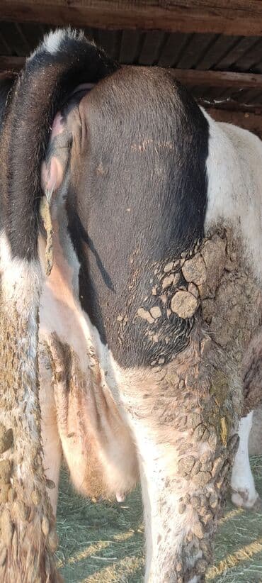 племенные коровы молочные купить: Продаю | Корова (самка) | Полукровка | Для молока | Привязанные — 2