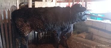 маленькие хаски: Продаю | Бык (самец) | Алатауская, Швицкая | Племенные, Привязанные — 6