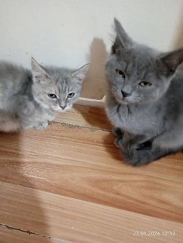 Продажа кошек: Кошка даром: Беспородная, 4 месяца, Мальчик, Приучена к лотку, Проглистована — 5