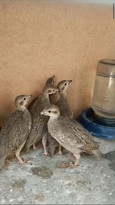 куры тоджон: Продаю цыплят кекликов — 1