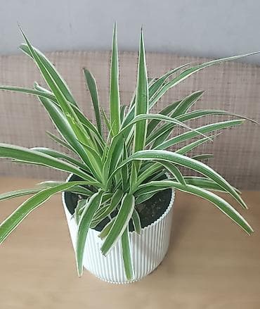 хлорофитумы: Хлорофитум (Chlorophytum comosum) в декоративном кашпо - — 2