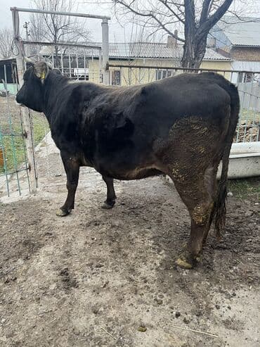 померанский мини шпиц: Продаю | Корова (самка) | Для молока | Привязанные — 3