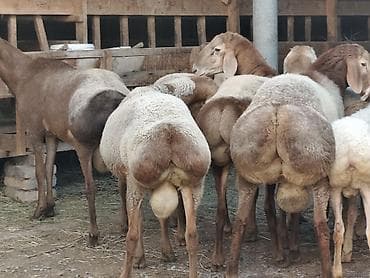 афган кой: Продаю | Баран (самец) | Арашан | На забой, Для разведения — 6