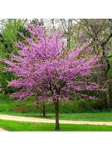 Саженец дерева Иудино дерево (Cercis canadensis) другое название-