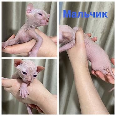 кошка шотланская: Сфинкс, 2 месяца, Девочка, Черный, Приучена к лотку — 4