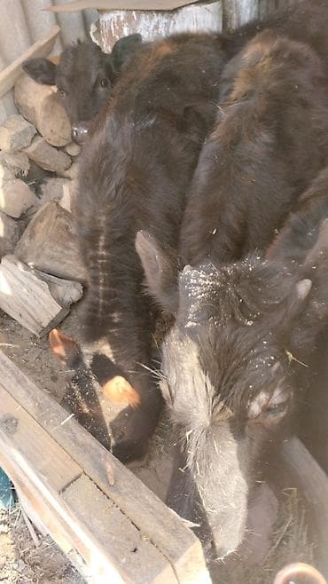 стельные телки: Продаю | Музоо, торпок | На откорм — 2