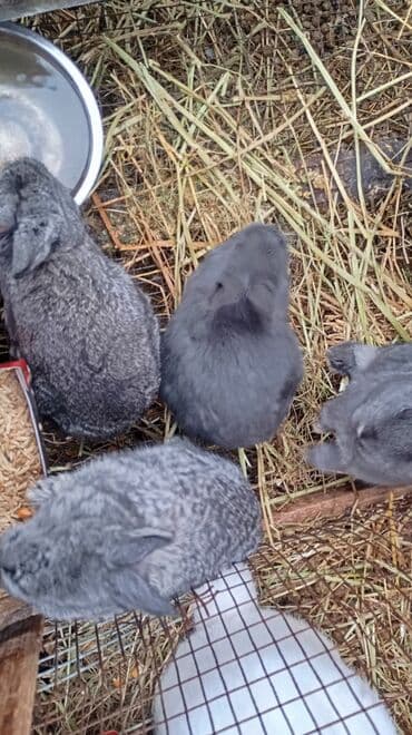 кролики фландр: Продаю | Крольчата | Фландр | Для разведения | Племенные — 1