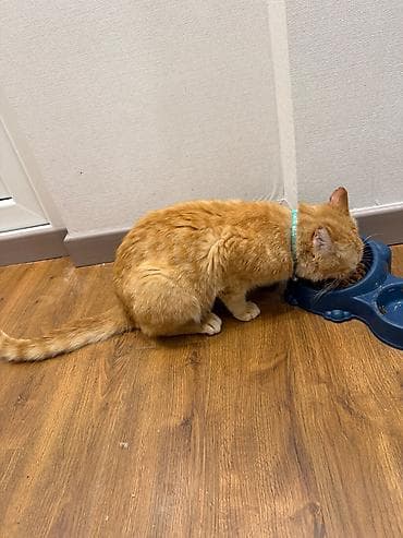 котят в добрые руки: Кошка даром: Беспородная, 1 год, Мальчик, Приучена к лотку — 3