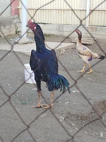 зил в рассрочку: Электровелосипед, Б/у — 3