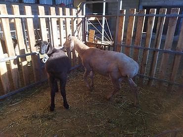 продаю птиц: Продаю | Овца (самка) | Для разведения | Матка — 2