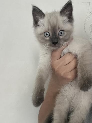 лоток кошачий: Сиамская, 2 месяца, Мальчик, Проглистована — 3