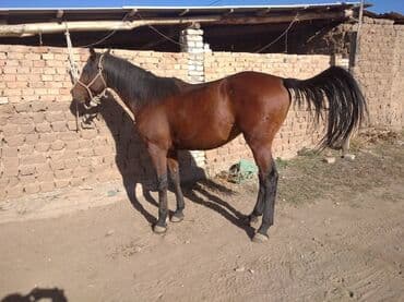 латок для кошки: Продаю | Жеребенок | Полукровка | Для разведения | Племенные — 7