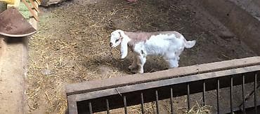 чешские козы: Продаю | Козлёнок | Полукровка | Для разведения | Племенные — 3